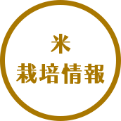 米栽培情報